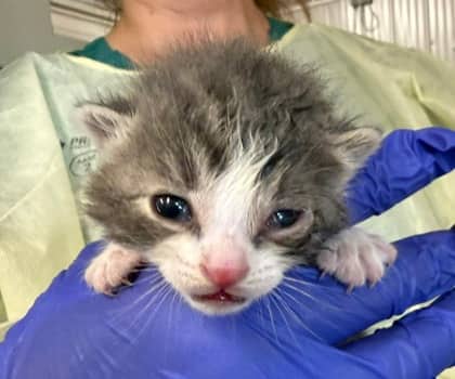 Iless - Domestic Shorthair/Mix available for adoption