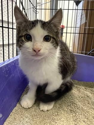 Pickle - Domestic Shorthair/Mix cat available for adoption at Northumberland Humane Society in Cobourg