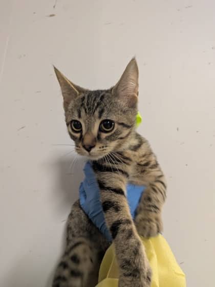 X-Ray - Domestic Shorthair/Mix cat available for adoption at Northumberland Humane Society in Cobourg