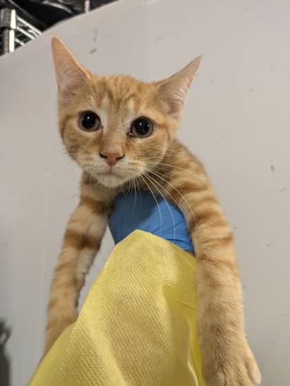 X-Man - Domestic Shorthair/Mix available for adoption
