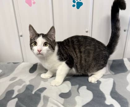 Pickle - Domestic Shorthair/Mix available for adoption