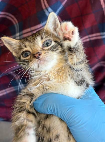 Kritter - Domestic Shorthair/Mix available for adoption