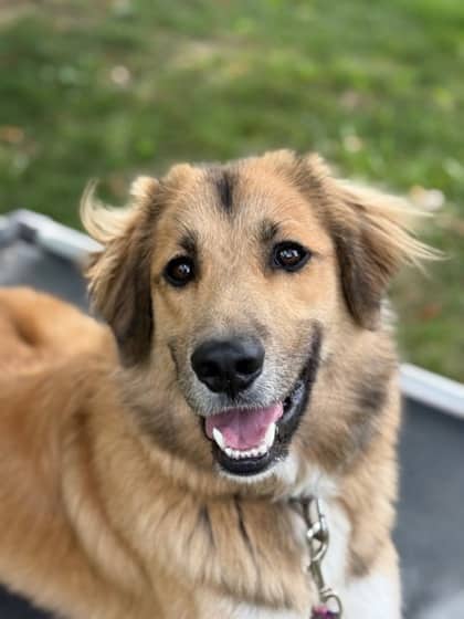 Deniro - Great Pyrenees/Border Collie available for adoption in Ontario