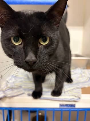 Rift - Domestic Shorthair/Mix available for adoption