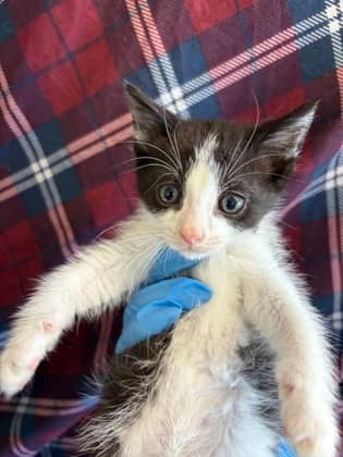 Kreature - Domestic Shorthair/Mix cat available for adoption at Northumberland Humane Society in Cobourg