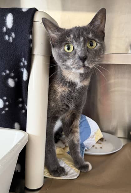 Poncho - Domestic Shorthair/Mix cat available for adoption in Calgary