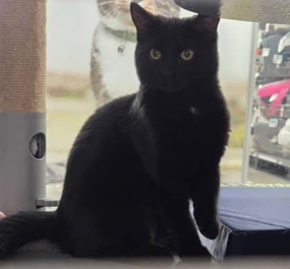 Yankee - Domestic Shorthair/Mix cat available for adoption at Northumberland Humane Society in Cobourg