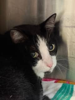 Hatchback - Domestic Shorthair/Mix available for adoption