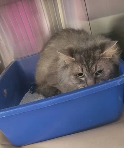 Junipurr - Domestic Medium Hair/Mix cat available for adoption at Northumberland Humane Society in Cobourg