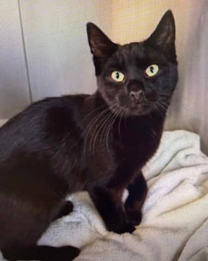 Pheonix - Domestic Shorthair/Mix cat available for adoption at Northumberland Humane Society in Cobourg