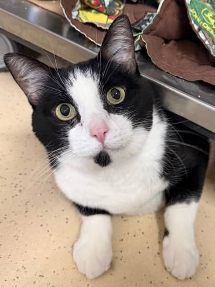 Hatchback - Domestic Shorthair/Mix available for adoption