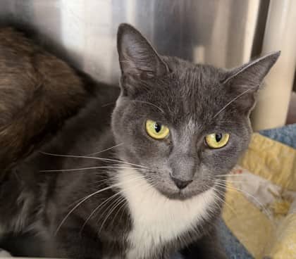 Toots - Domestic Shorthair/Mix cat available for adoption in Calgary
