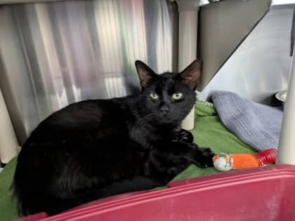 Rift - Domestic Shorthair/Mix cat available for adoption at Northumberland Humane Society in Cobourg