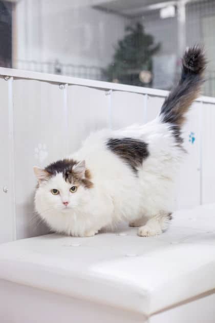 Felix - Domestic Longhair/Mix cat available for adoption in Calgary