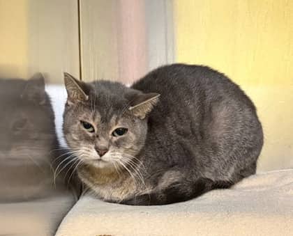 Clawdia - Domestic Medium Hair/Mix available for adoption