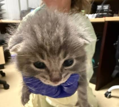 Irene - Domestic Shorthair/Mix available for adoption