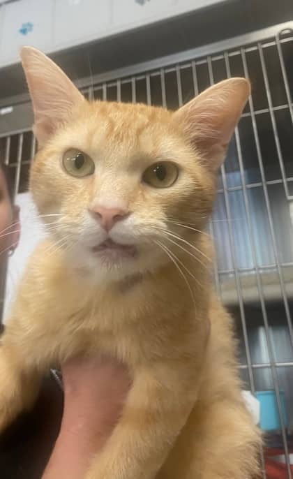Dorito - Domestic Shorthair/Mix available for adoption