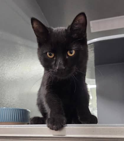 Heffalump - Domestic Shorthair/Mix available for adoption