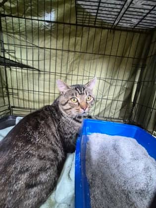 British Charles - Domestic Shorthair/Mix available for adoption
