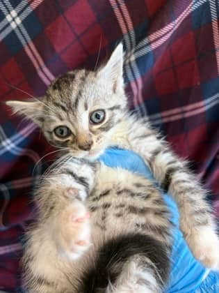 Kryptonite - Domestic Shorthair/Mix available for adoption