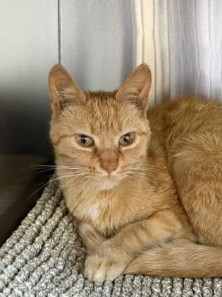 Jellybean - Domestic Shorthair/Mix cat available for adoption at Northumberland Humane Society in Cobourg