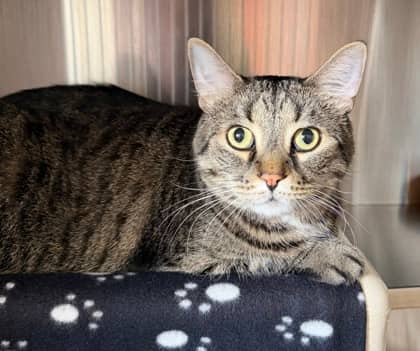 Hercules - Domestic Shorthair/Mix cat available for adoption in Calgary