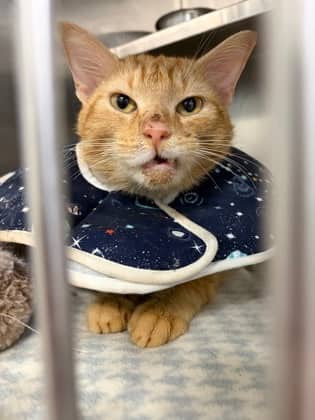 Dorito - Domestic Shorthair/Mix cat available for adoption at Northumberland Humane Society in Cobourg