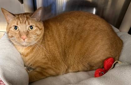 Tex - Domestic Shorthair/Mix cat available for adoption at Northumberland Humane Society in Cobourg