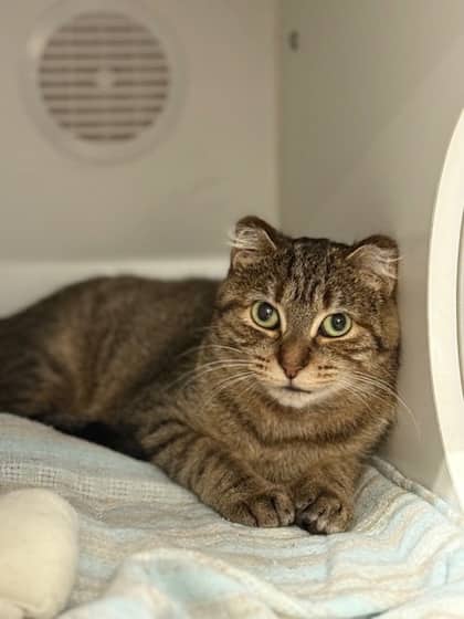 Leia - Domestic Shorthair/Mix cat available for adoption in Ontario