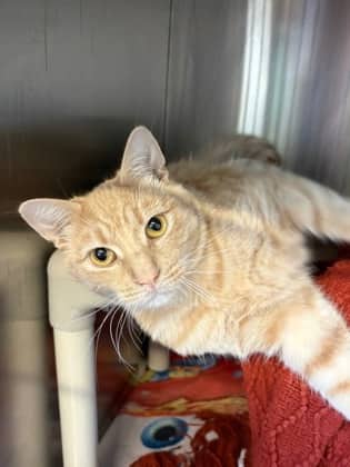 Charlock - Domestic Shorthair/Mix available for adoption