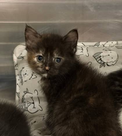 Vagar - Domestic Shorthair/Mix cat available for adoption at Northumberland Humane Society in Cobourg