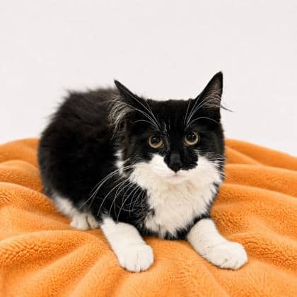 Autumn - Domestic Medium Hair/Mix cat available for adoption at Brant County SPCA in Brantford
