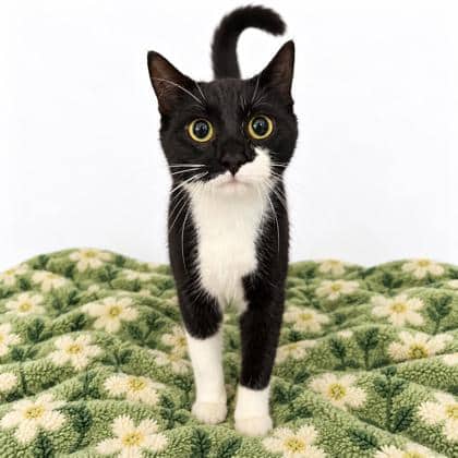 Jenny - Domestic Shorthair/Mix cat available for adoption at Brant County SPCA in Brantford