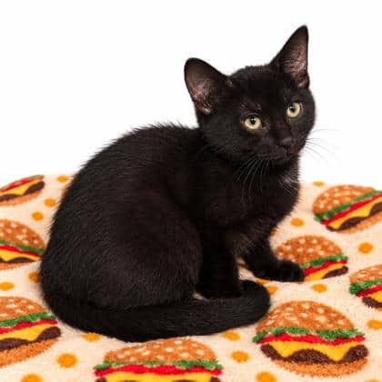 Tina - Domestic Shorthair/Mix cat available for adoption at Brant County SPCA in Brantford