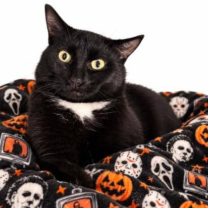 Myers - Domestic Shorthair/Mix available for adoption