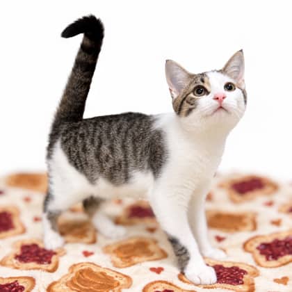 Jam - Domestic Shorthair/Mix available for adoption