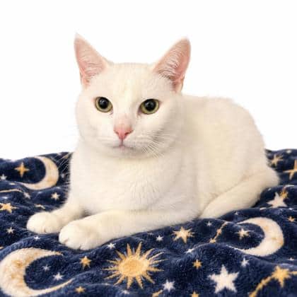 Celeste - Domestic Shorthair/Mix cat available for adoption at Brant County SPCA in Brantford