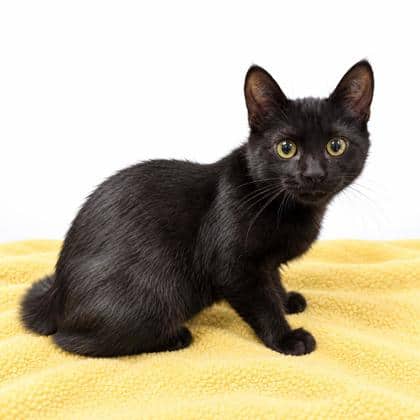 Max - Domestic Shorthair/Mix cat available for adoption at Brant County SPCA in Brantford
