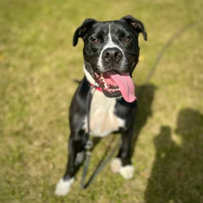 Ozzy - Bulldog, American/Mix available for adoption in Ontario