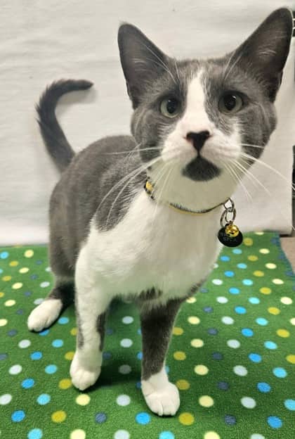 Orwell - Domestic Shorthair/Mix available for adoption