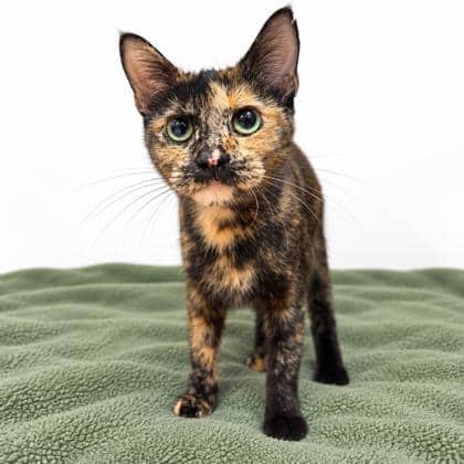 Diana - Domestic Shorthair/Mix cat available for adoption at Brant County SPCA in Brantford