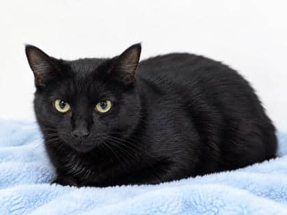 Teddy - Domestic Shorthair/Mix cat available for adoption at Brant County SPCA in Brantford