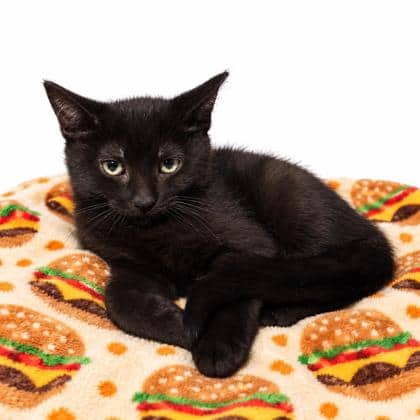 Linda - Domestic Shorthair/Mix available for adoption