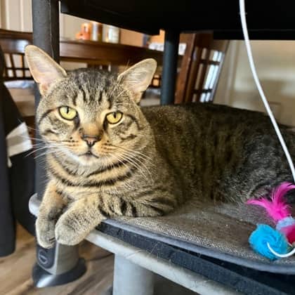 Nigel - Domestic Shorthair/Mix available for adoption