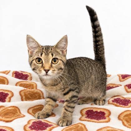 Peanut - Domestic Shorthair/Mix available for adoption