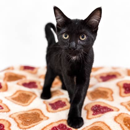 Butter - Domestic Shorthair/Mix cat available for adoption at Brant County SPCA in Brantford