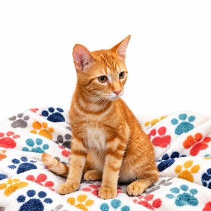 Orange - Domestic Shorthair/Mix available for adoption