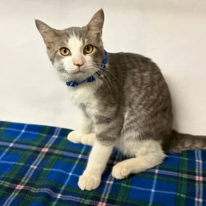 Christian - Domestic Shorthair/Mix cat available for adoption at Brant County SPCA in Brantford