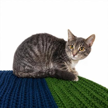 Jonesy - Domestic Shorthair/Mix cat available for adoption at Brant County SPCA in Brantford