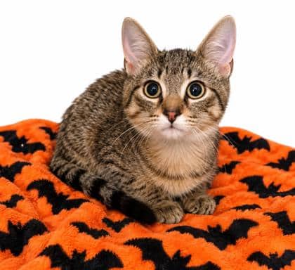 Louis - Domestic Shorthair/Mix cat available for adoption at Brant County SPCA in Brantford
